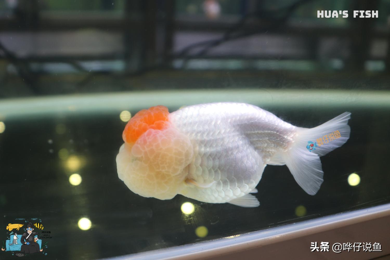 观赏鱼季节性应激反应怎么解决,观赏鱼应激反应几天可以喂食