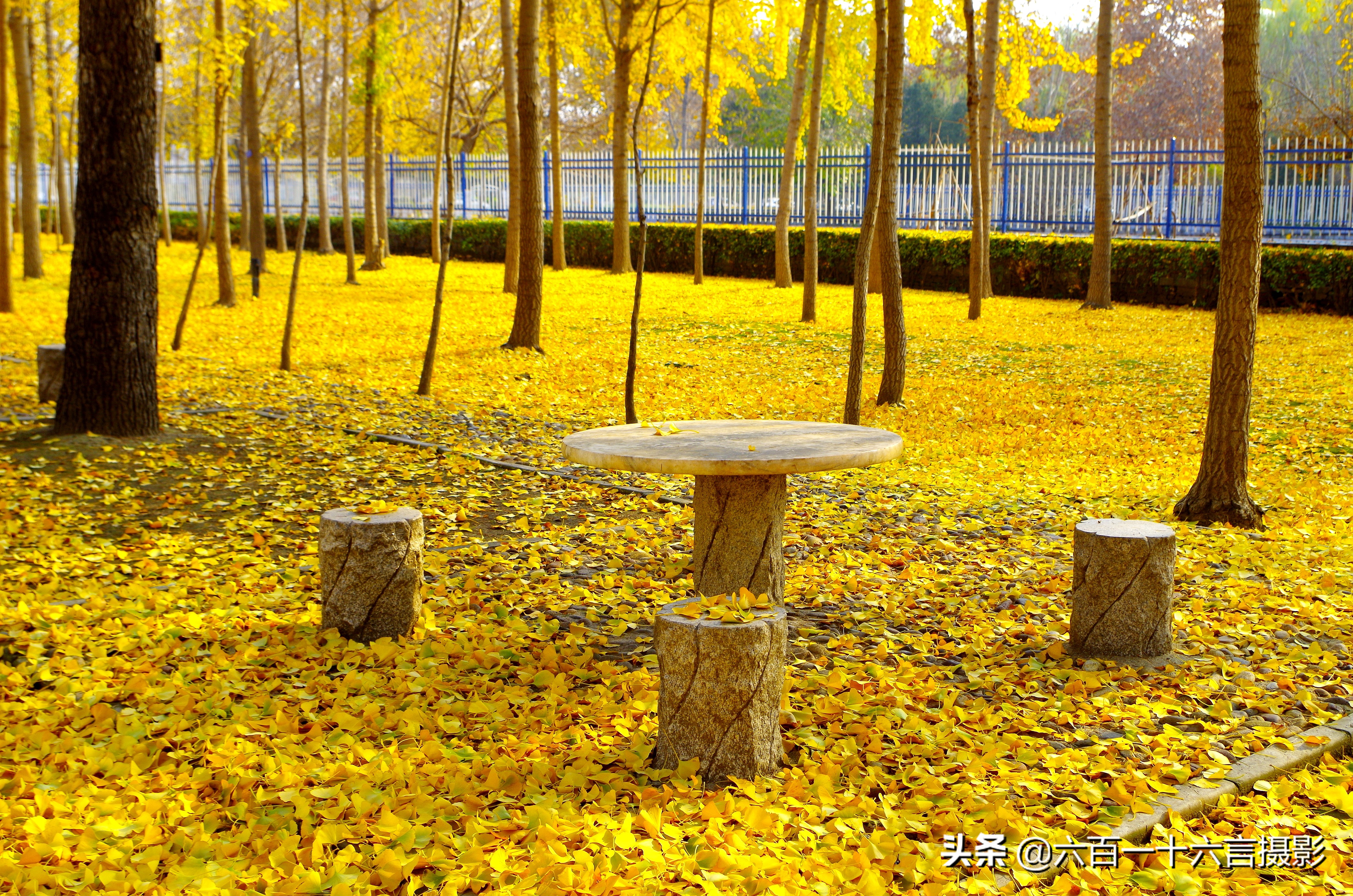 银杏哪里看最美附近,今年最后的银杏树