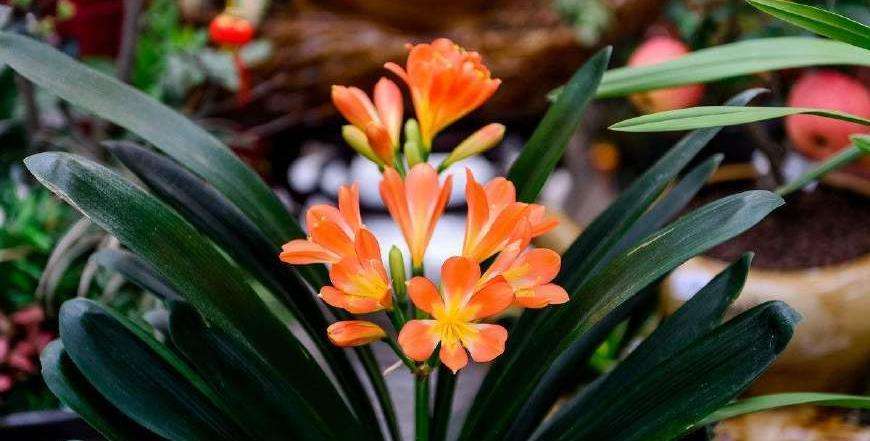 养这6种花太省心新手也很难养死,这6种花从春开到夏养了不吃亏