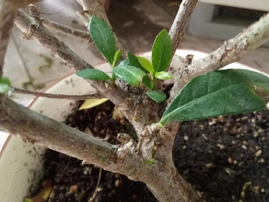 花买回来叶子蔫了怎么办,花掉花苞有什么好方法吗