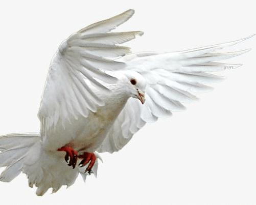 德国梅克姆治疗鸽子螨虫,鸽子身上有螨虫会对人体有伤害吗