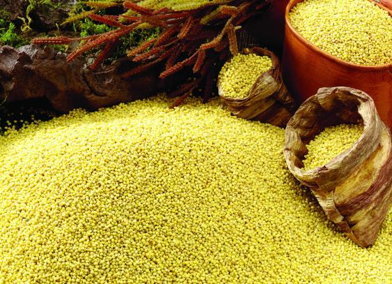 小米怎么生虫子,小米生虫子有什么办法把虫子除净