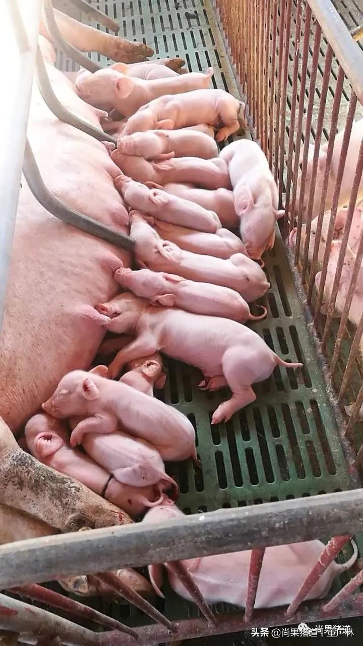 对于初产母猪问题频发的几点经验分享
