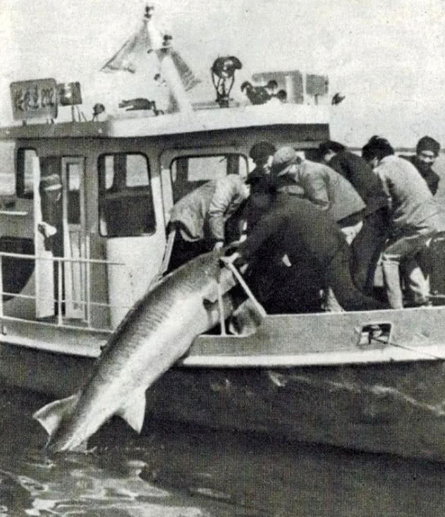黑龙江最大的野生鱼种,黑龙江十大鱼种