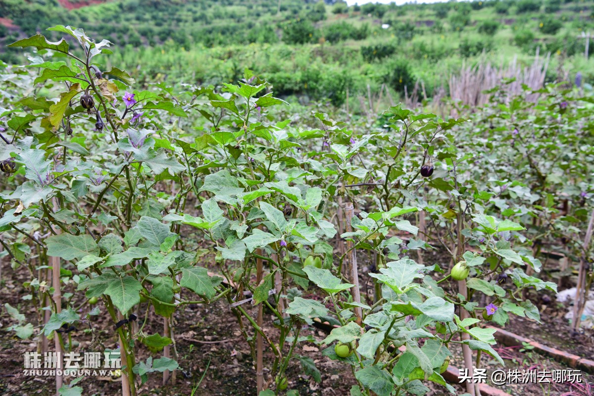 株洲哪里有好玩的度假山庄,株洲田园山庄