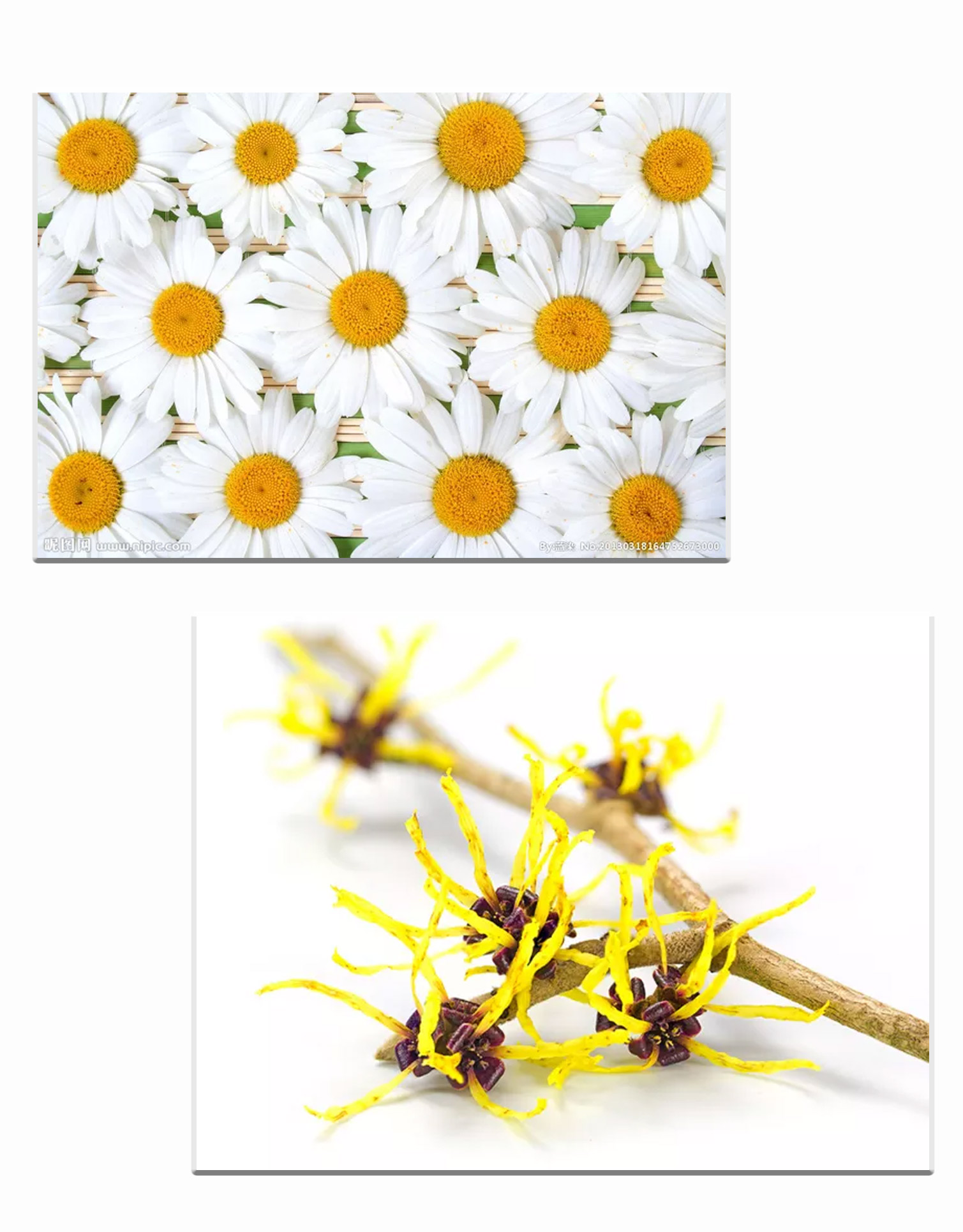 当你轻轻挤下一泵,感受到的却是成千多菊梅的绽放