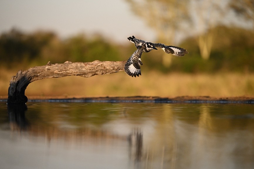 尼康z9像素低为什么还是微单之王,尼康z9深度测评