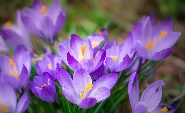 宫斗娘娘们常用红花,宫斗剧中的藏红花