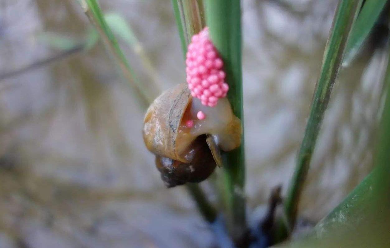 5.4米缅甸巨蟒,缅甸巨蟒最大能长到多大