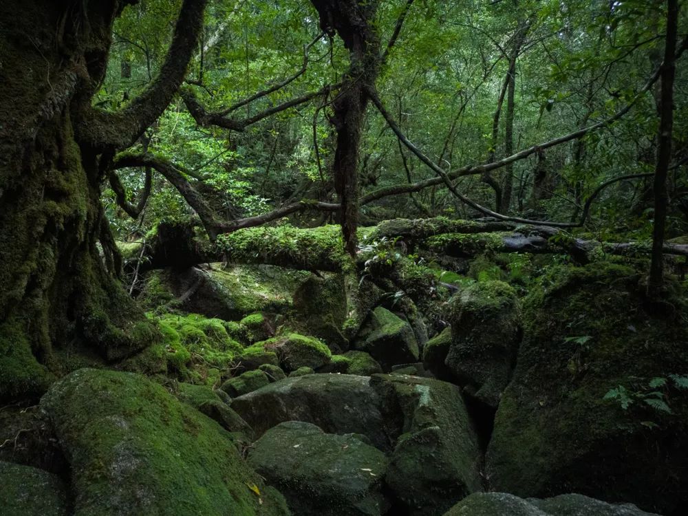 vivonex3和vivonex3s,vivonex3和vivonex3s区别