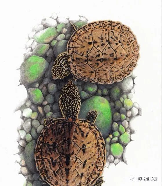 麝香龟有什么特征,麝香龟是一种宠物龟还是什么龟