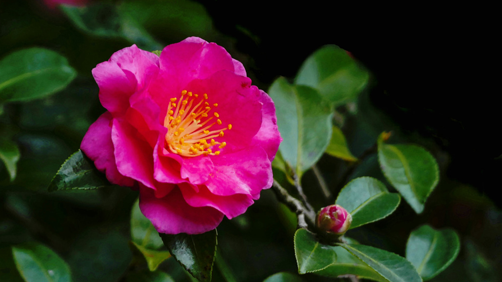 茶梅花苞期怎样养护,茶梅开花期间怎么管理