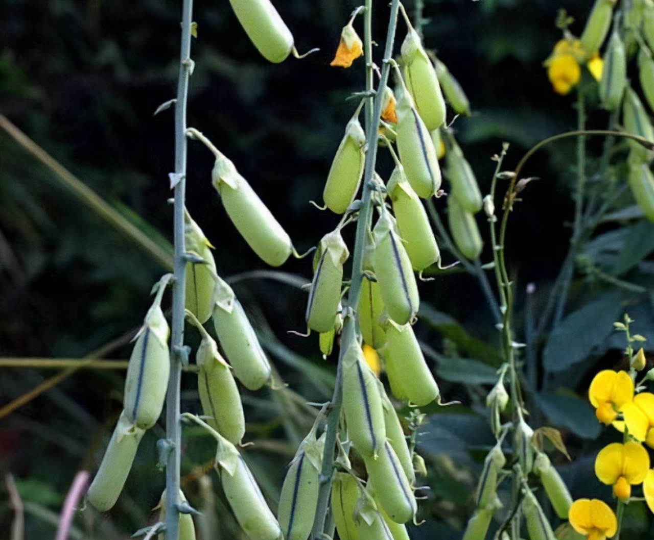这植物“美如玉”，学名很难听，但遇见别不当回事，全草价值不菲