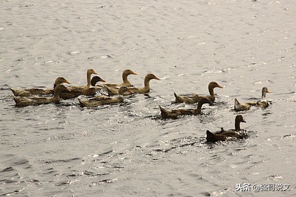 海南昌江十赋之六：海尾国家湿地公园赋