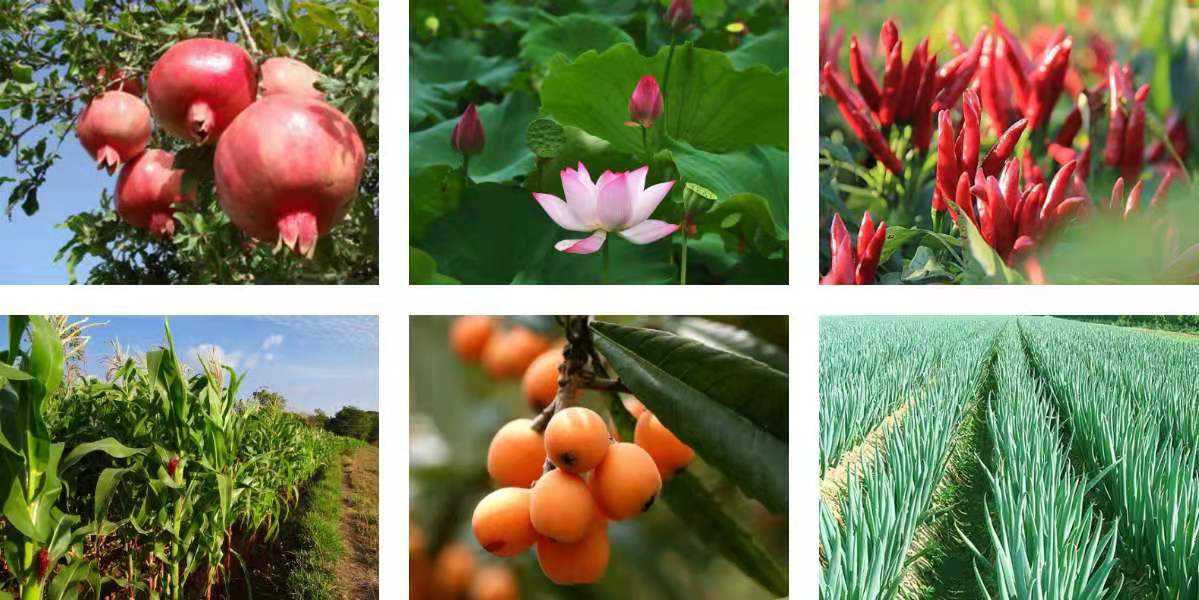 农业种植乳酸菌,乳酸菌在农业种植上的应用