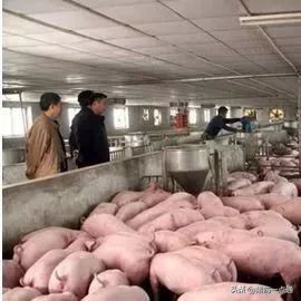 散户养猪的方法和技巧,新手养猪的十大陷阱