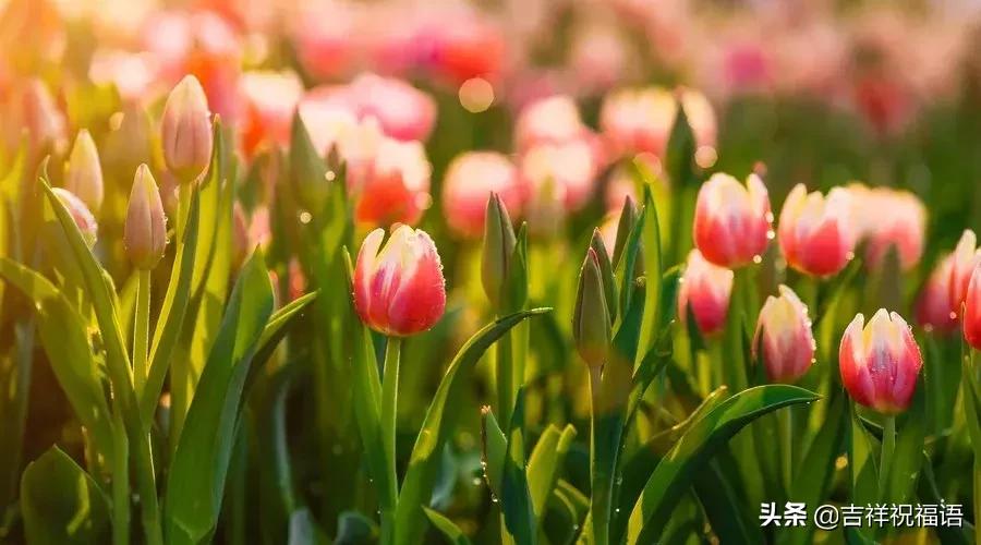 余生做个温暖的人好文,一岁一礼一寸欢喜繁体字文案