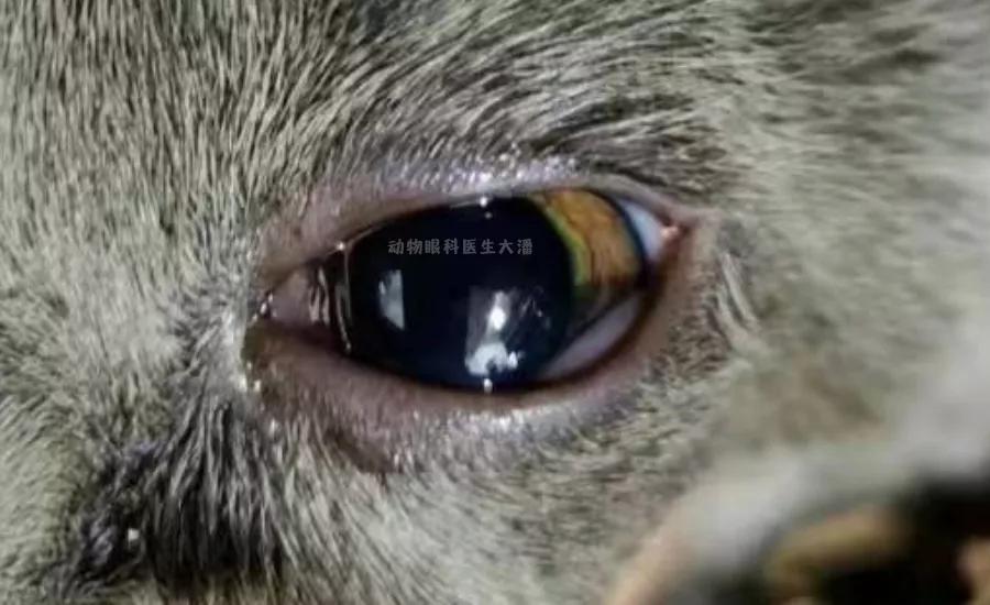 猫咪角膜溃烂吃啥抗生素,猫咪角膜穿孔能恢复吗