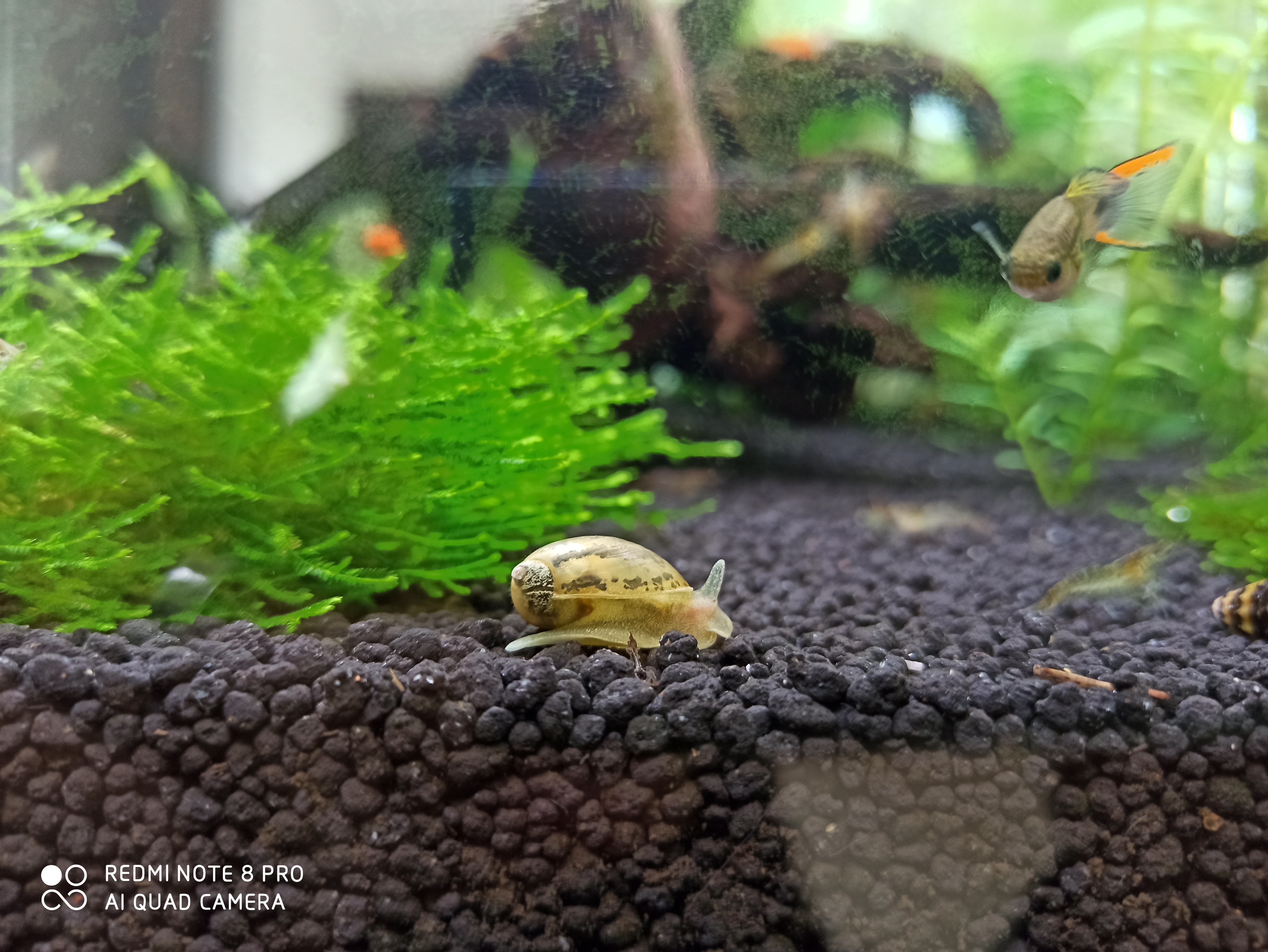 观赏螺多久繁殖一次,不容易繁殖的观赏螺排行榜