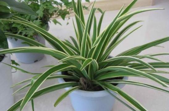 养吊兰的妙招用什么肥料,吊兰如何养才能分枝多