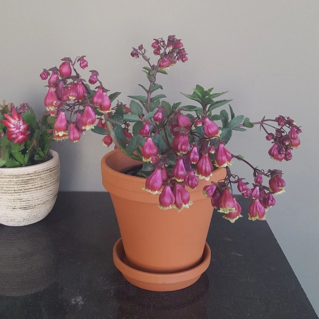 宫灯长寿花的养殖方法和注意事项,长寿花宫灯重瓣好养吗