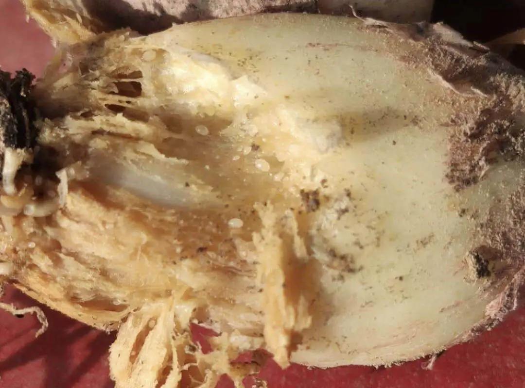 各种作物地下害虫一招解决,庄稼地里的害虫