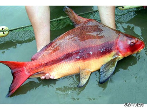 一帆风顺胭脂鱼有什么作用,胭脂鱼和一帆风顺有什么差别