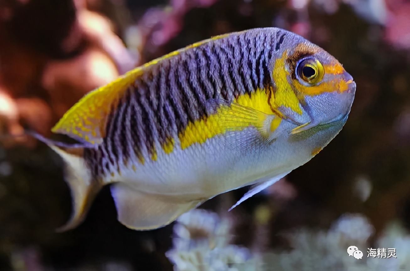 真正的亚洲美人—蒙面燕尾神仙鱼