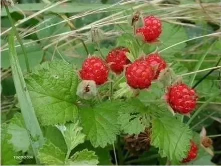 人越老越喜欢回忆过去,人一旦老了就特别爱回忆