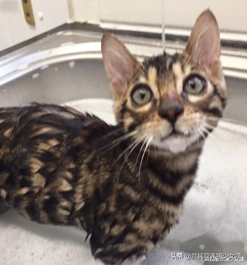 玩水的小猫咪,戏水小猫咪