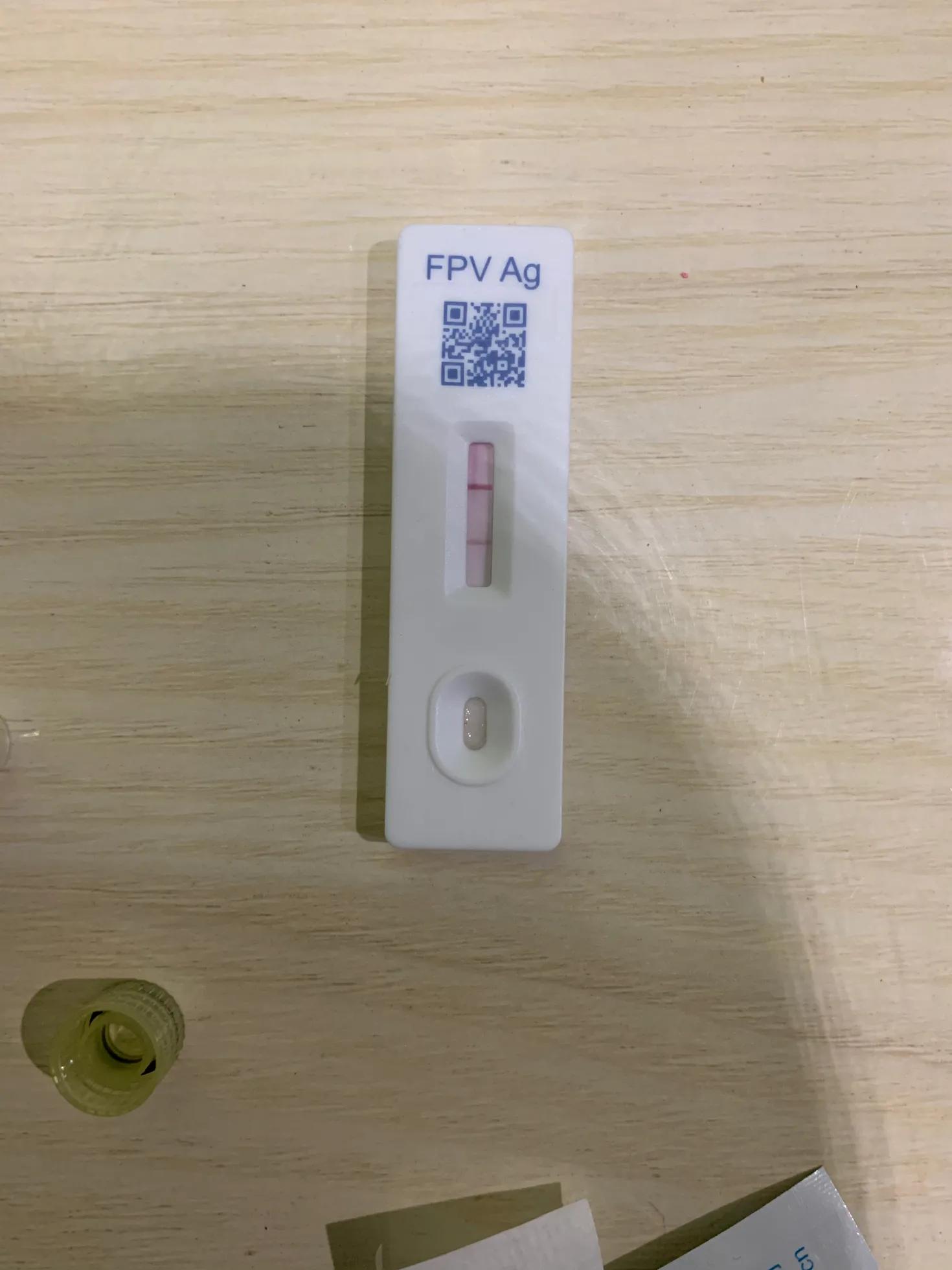 猫瘟的治疗措施,猫瘟的治疗方法有几种