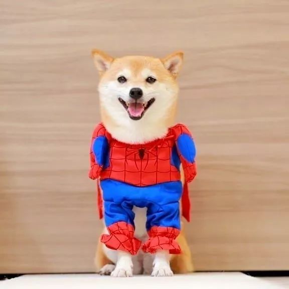 比人还会拍照的狗,简直萌炸朋友圈了