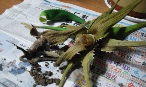 啥花都能养得好,啥花养三天就会死