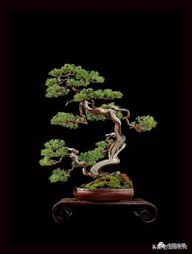 玩盆景必备栽种知识,观赏盆景的意境