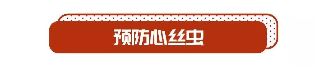 感染心丝虫能活多久,夏天心丝虫传染率