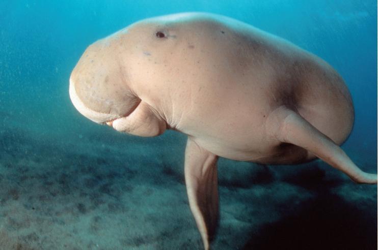 奇丑的人鱼图片,人鱼到底长什么样子