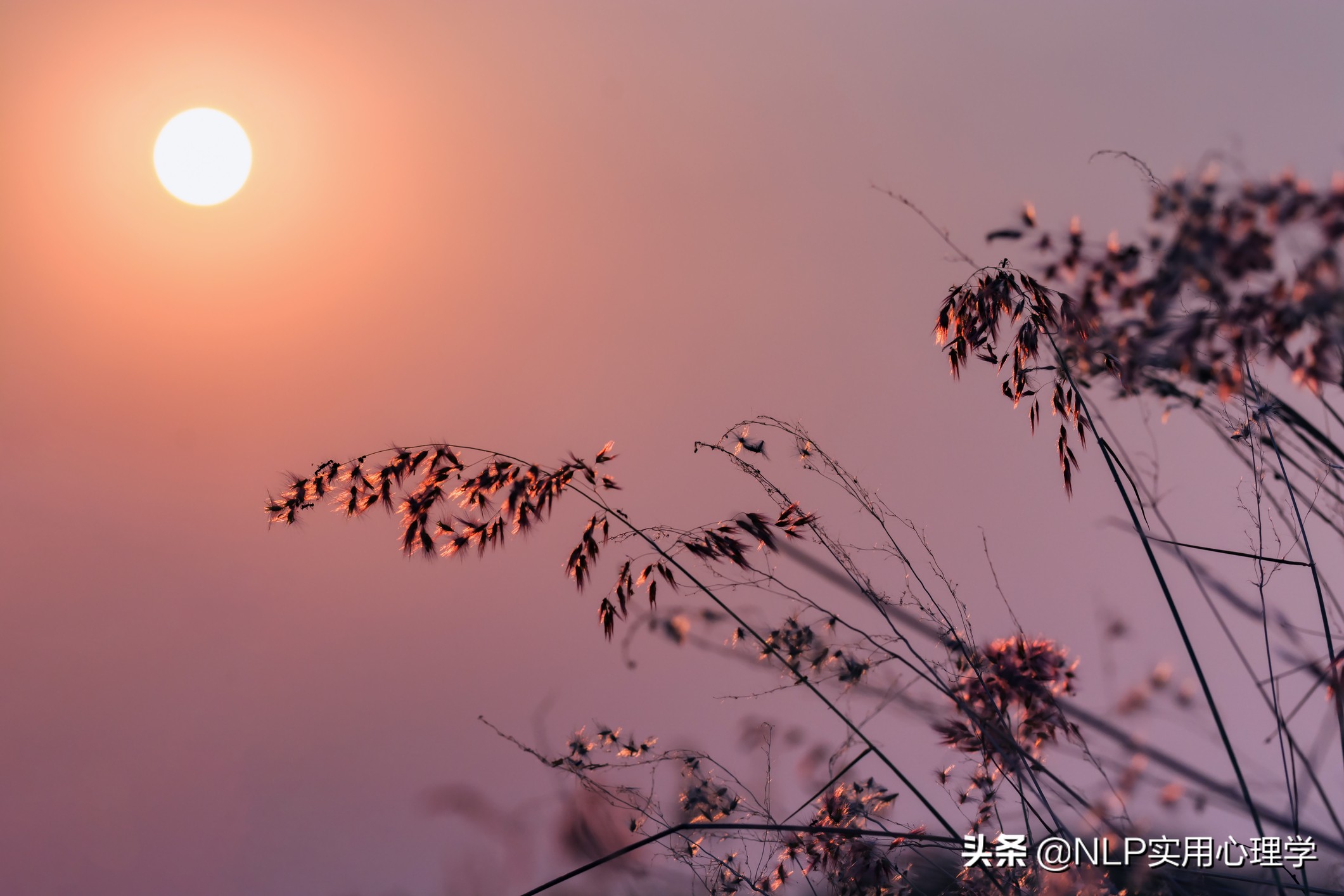 萨提亚家庭治疗的起源