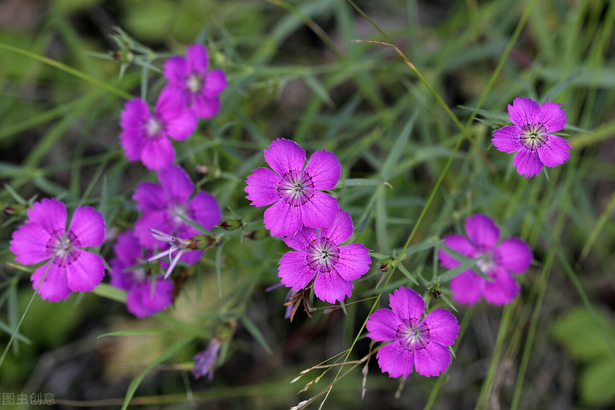 生日鲜花用哪几种花,代表友谊长存和生日快乐花语的花