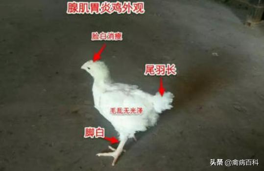 鸡群消瘦掉毛严重,鸡群消瘦怎么治