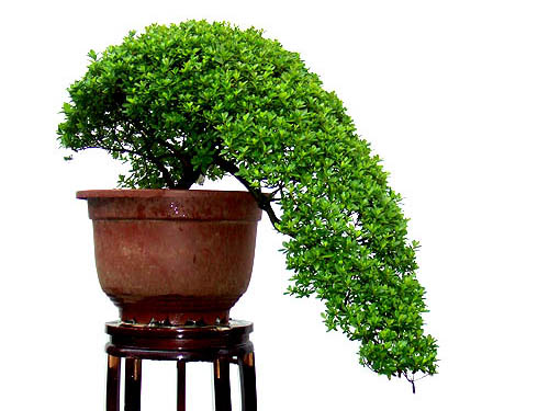 植物徒长原因多,三个方法帮你控制徒长,促进光合作用