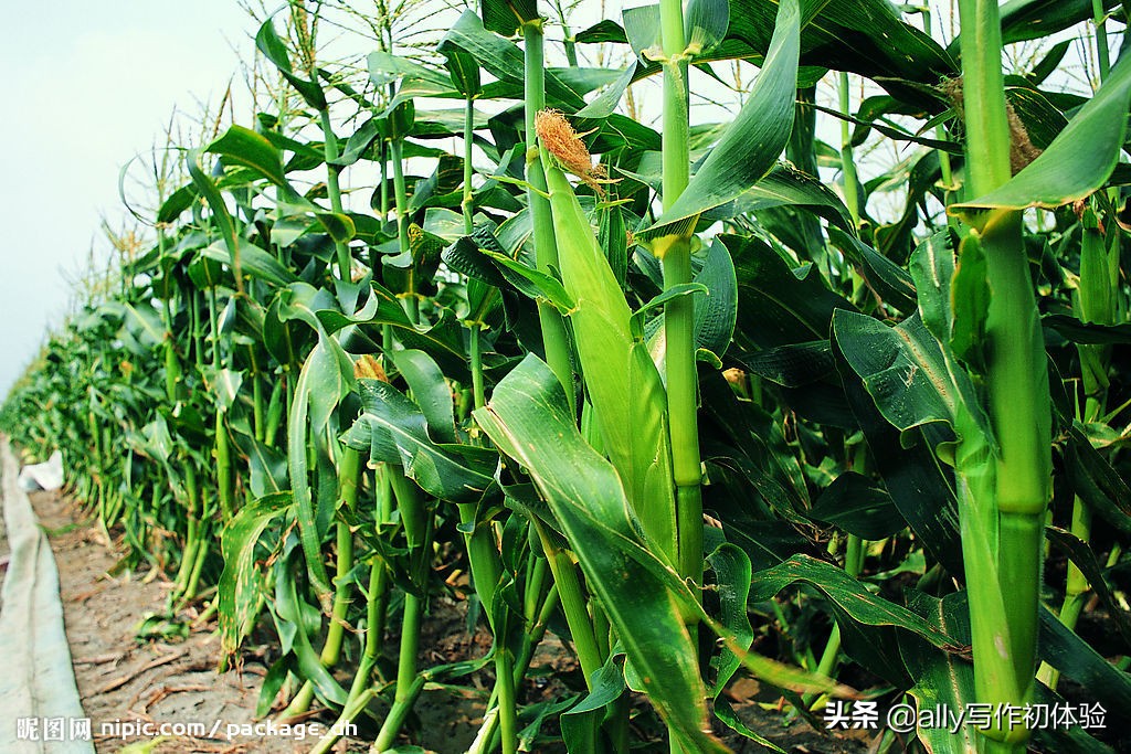 儿时夜晚捉迷藏,童年夜晚捉泥鳅