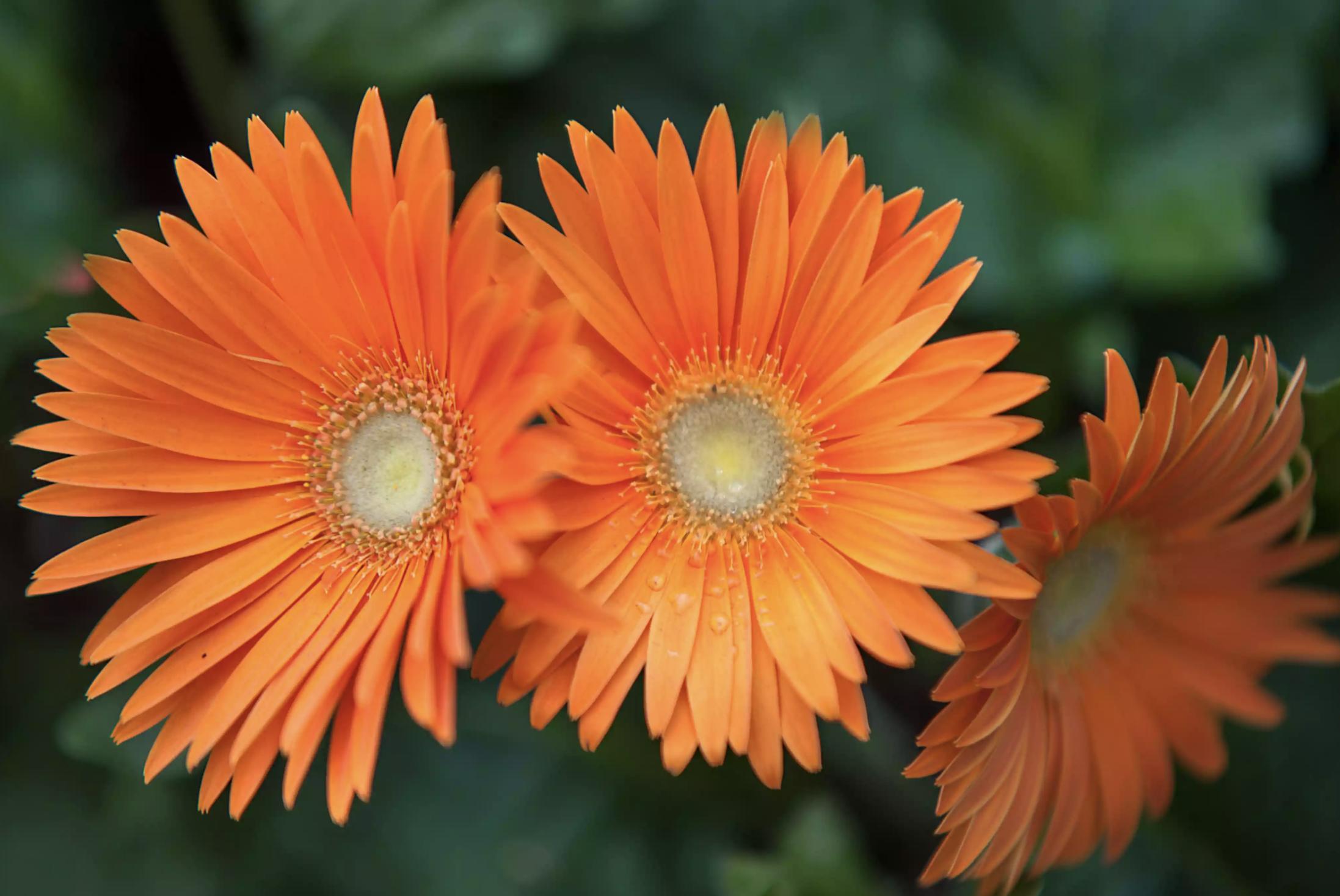 充满活力阳光的花,20种需要阳光的花