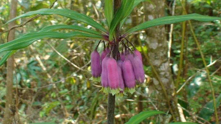 冬天常见中药植物图片及功效,花期长的草本植物图片