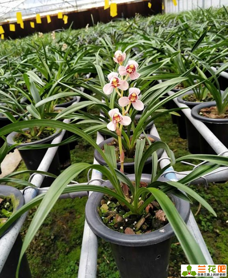 新手栽兰花配土方法,新手买什么兰花最好
