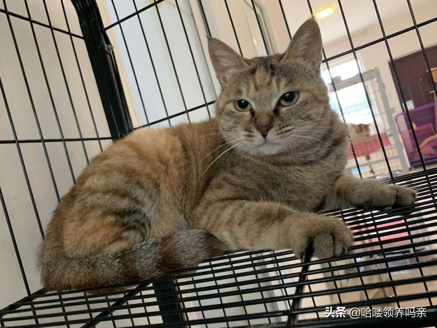 假期出门宠物怎么安置,假期宠物寄养哪里实惠