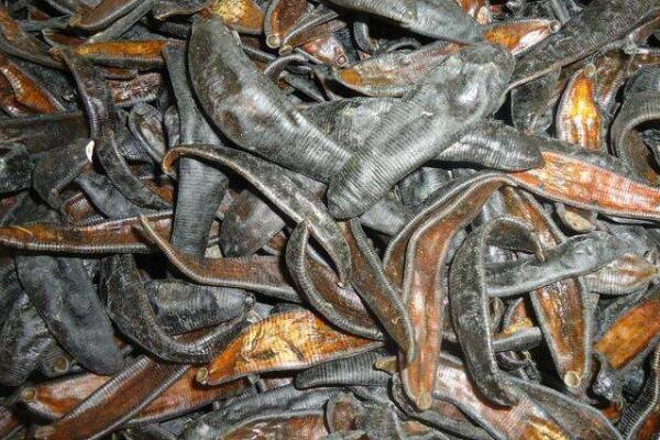 野生水蛭有什么危害,养殖的水蛭会吸人血吗