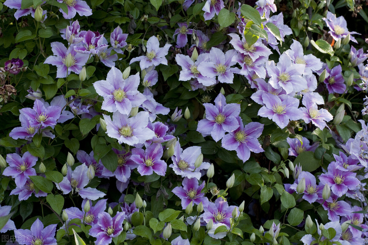 园林人需要知道的85个花卉知识,园林花卉的种类及图片