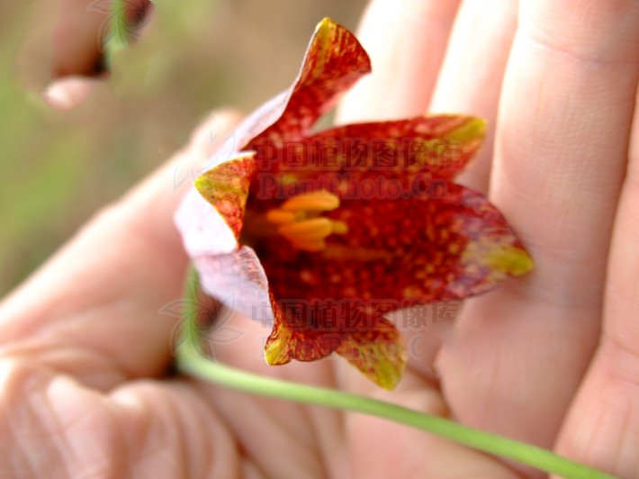 平贝母止咳化痰效果怎么样,平贝母对寒咳有效果吗