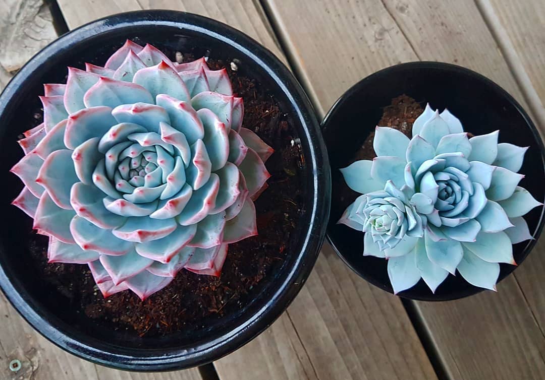 蓝石莲多肉最好看,多肉界的颜值天花板