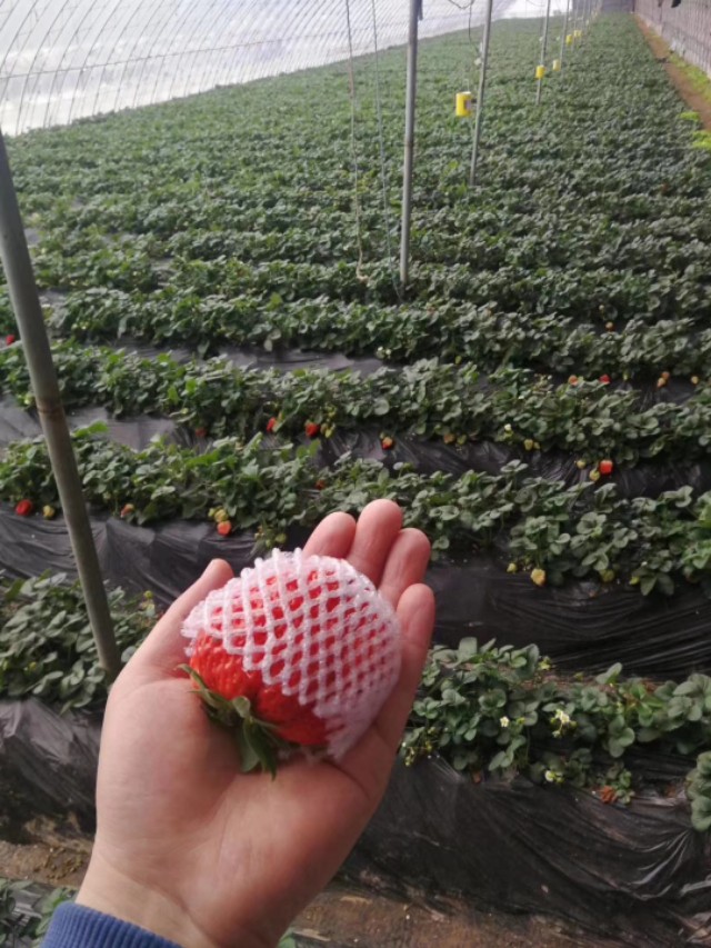 疫情期间丹东草莓滞销如何解决,因为疫情草莓滞销的原因